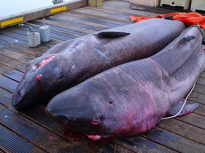 Пойманые гренландские акулы